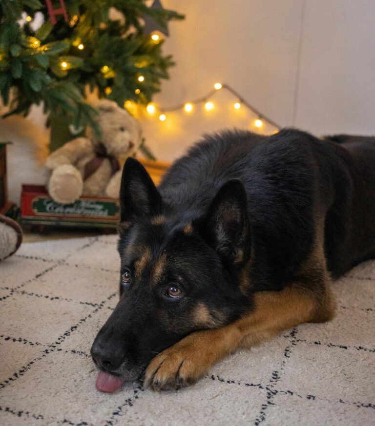 A cute German Shepherd dog lies lazily near a decorated Christmas tree indoors.